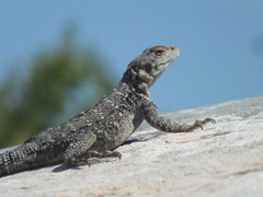 Caucasian Agama photo 2