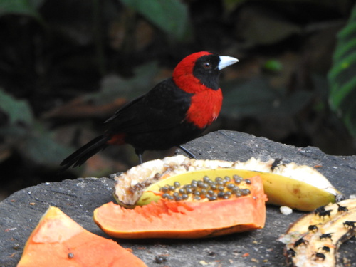 Crimson-collared Tanager (Ramphocelus sanguinolentus), photo 8