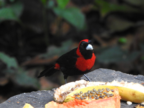 Crimson-collared Tanager (Ramphocelus sanguinolentus), photo 9