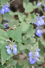 Salvia cuspidata