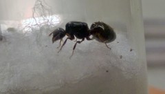 Crematogaster lineolata