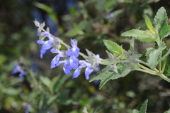 Salvia cuspidata