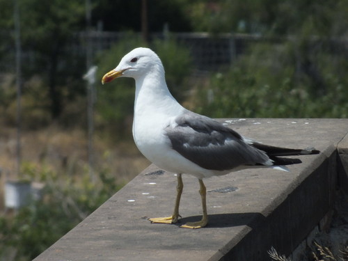 Armenian Gull