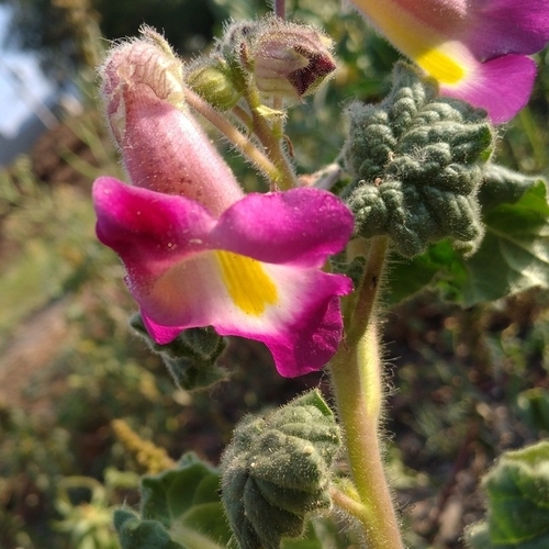 ram's horn (Proboscidea louisianica)