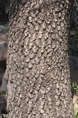 Schinopsis lorentzii