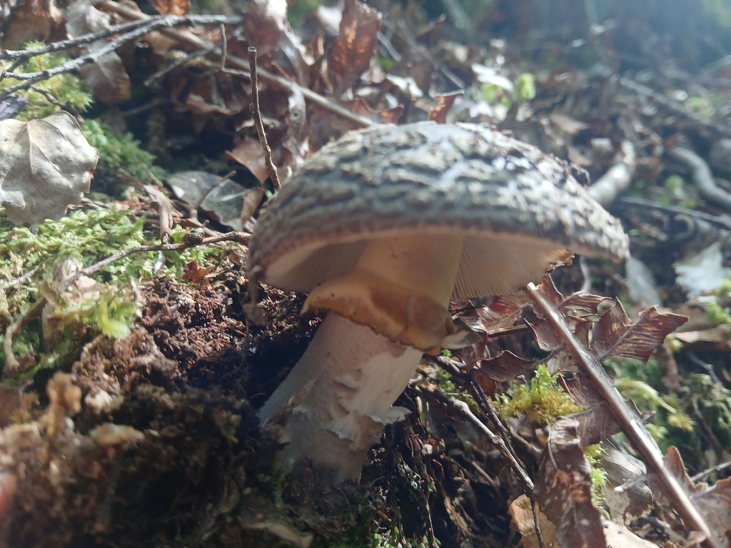 Amanita nothofagi · March 2026 · photo: © claire_grace83 (iNaturalist, cc-by)