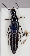 Philonthus subvirescens