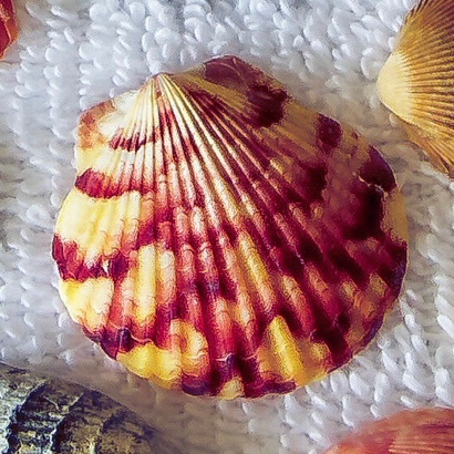 Argopecten gibbus