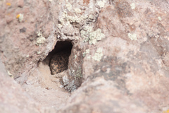 Liolaemus leopardinus