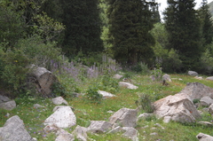 Aconitum leucostomum