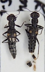 Stenus erythrocnemus