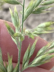 Schmidtia pappophoroides