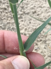 Schmidtia pappophoroides