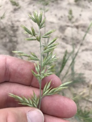 Schmidtia pappophoroides