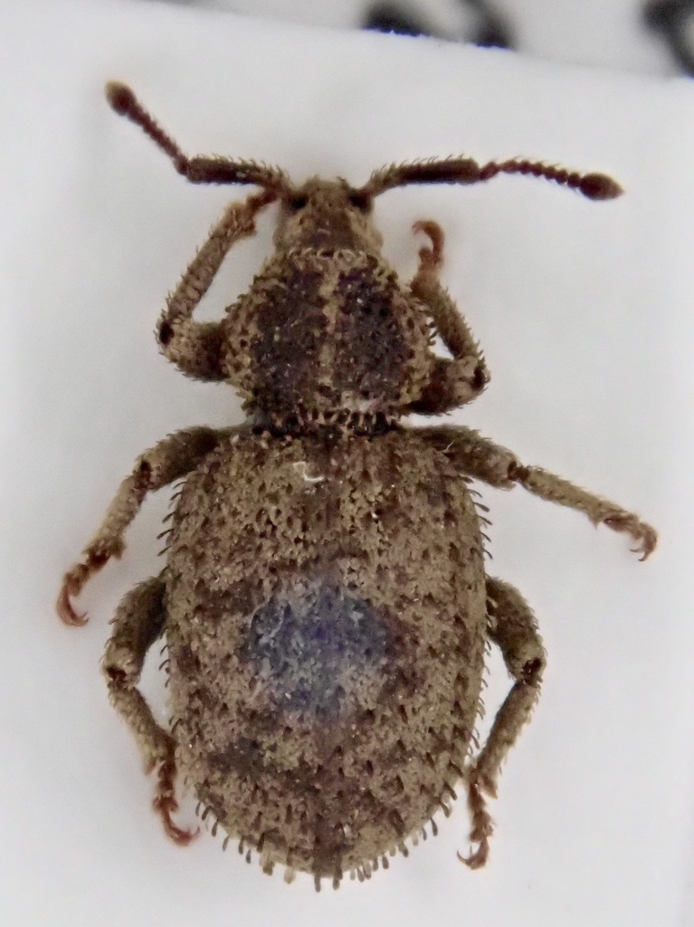 Parameira