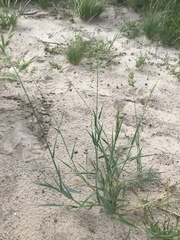 Schmidtia pappophoroides