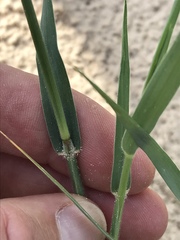 Schmidtia pappophoroides