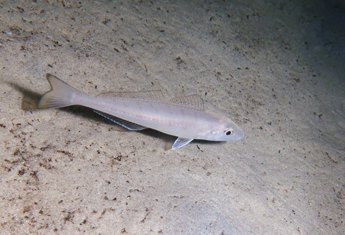 Bass strait whiting (Sillago bassensis) — Sillaginidae — 4