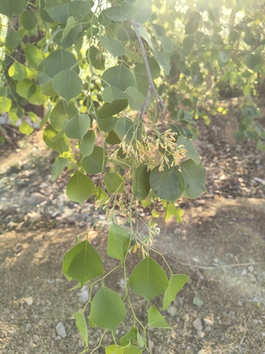 Indian Rosewood (Dalbergia sissoo)