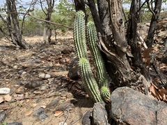 Hoodia