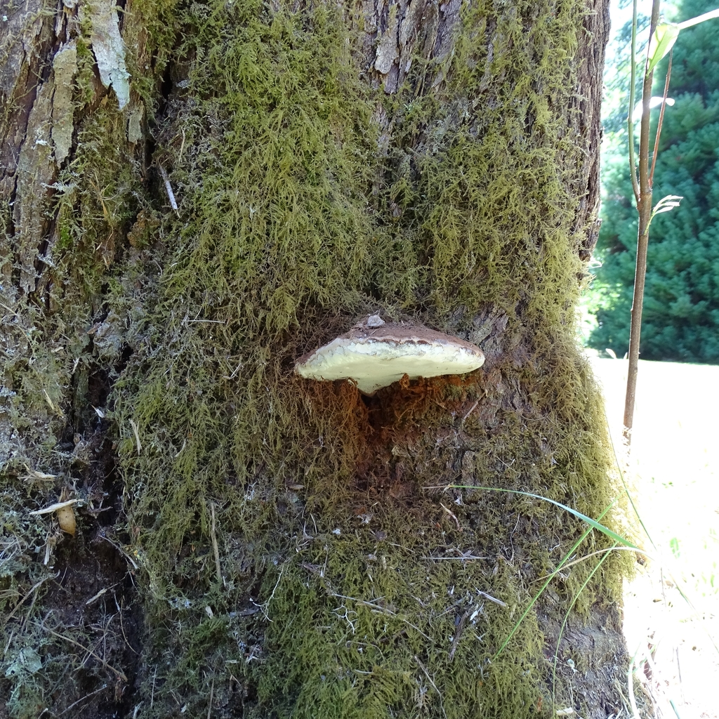 Ganoderma australe · February 2020 · photo: © cristianriquelme (iNaturalist, cc-by)