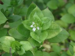 Stellaria media