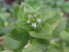 Stellaria media