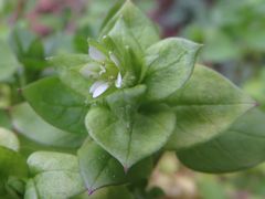 Stellaria media