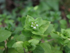 Stellaria media