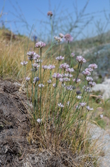 Allium korolkowii