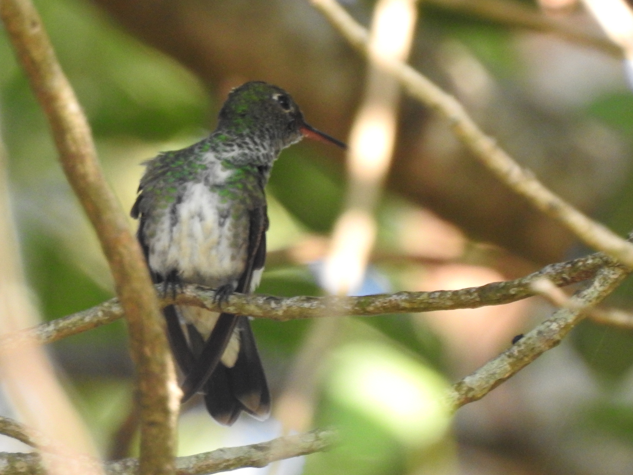 Versicolored Emerald (Chrysuronia versicolor), photo 3