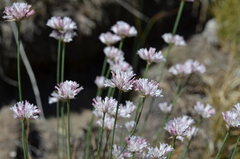 Allium korolkowii