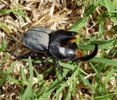 Diloboderus abderus