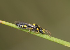 Euryglossinae