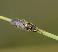 Euryglossinae