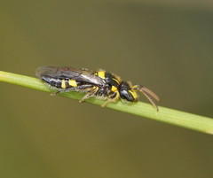 Euryglossinae