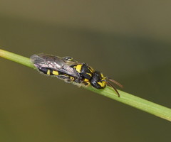 Euryglossinae