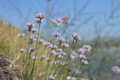 Allium korolkowii