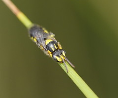 Euryglossinae