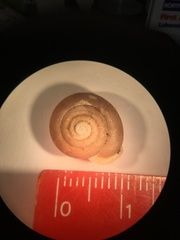 Triodopsis tridentata