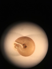 Triodopsis tridentata