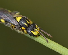Euryglossinae