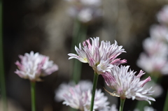 Allium korolkowii