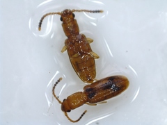 Cryptamorpha desjardinsi