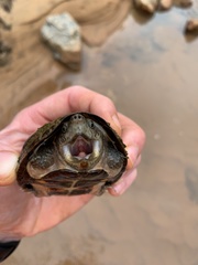 Sternotherus intermedius