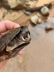Sternotherus intermedius