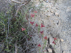 Fumana ericifolia