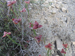 Fumana ericifolia