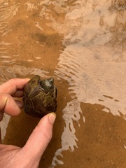 Sternotherus intermedius