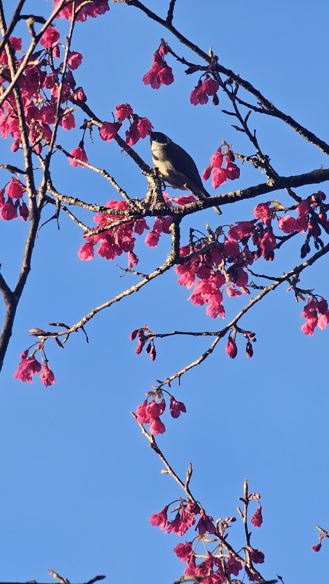 Taiwan Yuhina (Yuhina brunneiceps), photo 3